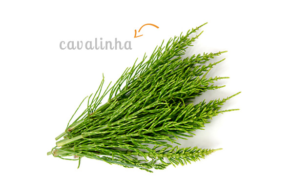 cz-decoracao-casa-ervas-cavalinha