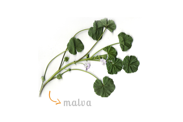 cz-decoracao-casa-ervas-malva