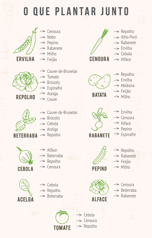 Descubra quais vegetais podem ser plantados juntos