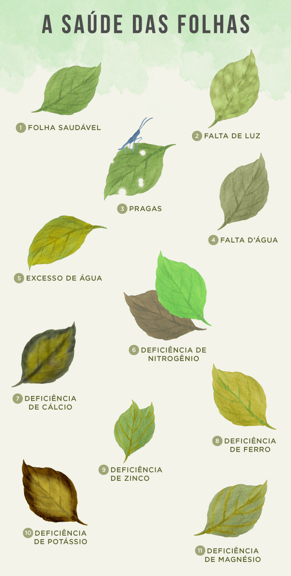 Saúde das plantas: decifre os sinais das folhas
